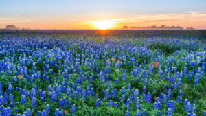 Sunrise over a field of bluebonnets stretching to the horizon.