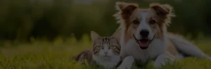 Cat and dog lying together on green grass in a sunny outdoor setting, facing the camera.
