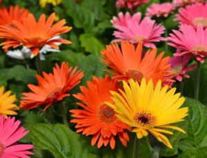 Vibrant bed of gerbera daisies in orange, yellow, and pink with green foliage in the background.