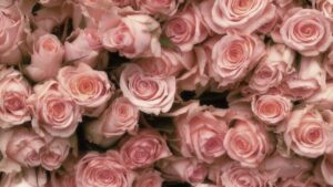 Close-up of dozens of soft pink roses densely arranged in a bouquet.